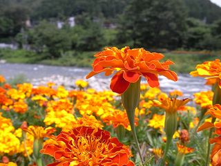 Unknown Flower